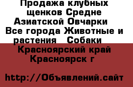 Продажа клубных щенков Средне Азиатской Овчарки - Все города Животные и растения » Собаки   . Красноярский край,Красноярск г.